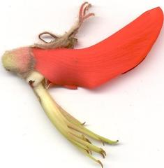 Erythrina latissima