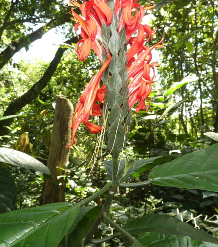 Image of Pachystachys spicata by (c) Helio Lourencini, some rights reserved (CC BY)