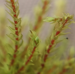 Philonotis caespitosa