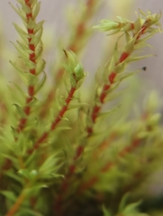 Philonotis caespitosa