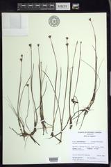 Juncus stygius americanus