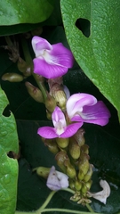 Canavalia ensiformis