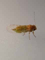 Mitrapsylla