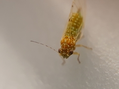 Mitrapsylla