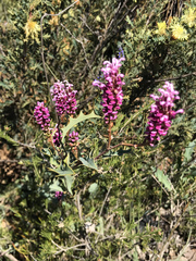 Grevillea quercifolia