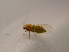 Mitrapsylla