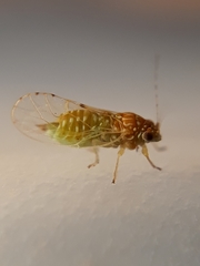 Mitrapsylla