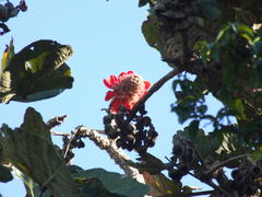 Erythrina latissima