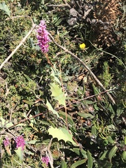 Grevillea quercifolia