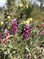 Grevillea quercifolia