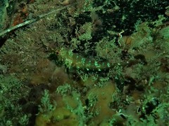 Enneapterygius larsonae