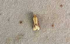 Sparganothis bistriata