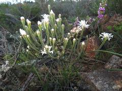 Lachnaea eriocephala