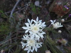 Lachnaea eriocephala