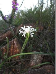 Lachnaea eriocephala