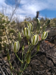 Albuca bakeri