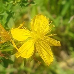 Hypericum perforatum veronense