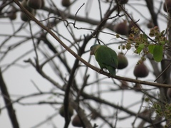 Brotogeris pyrrhoptera