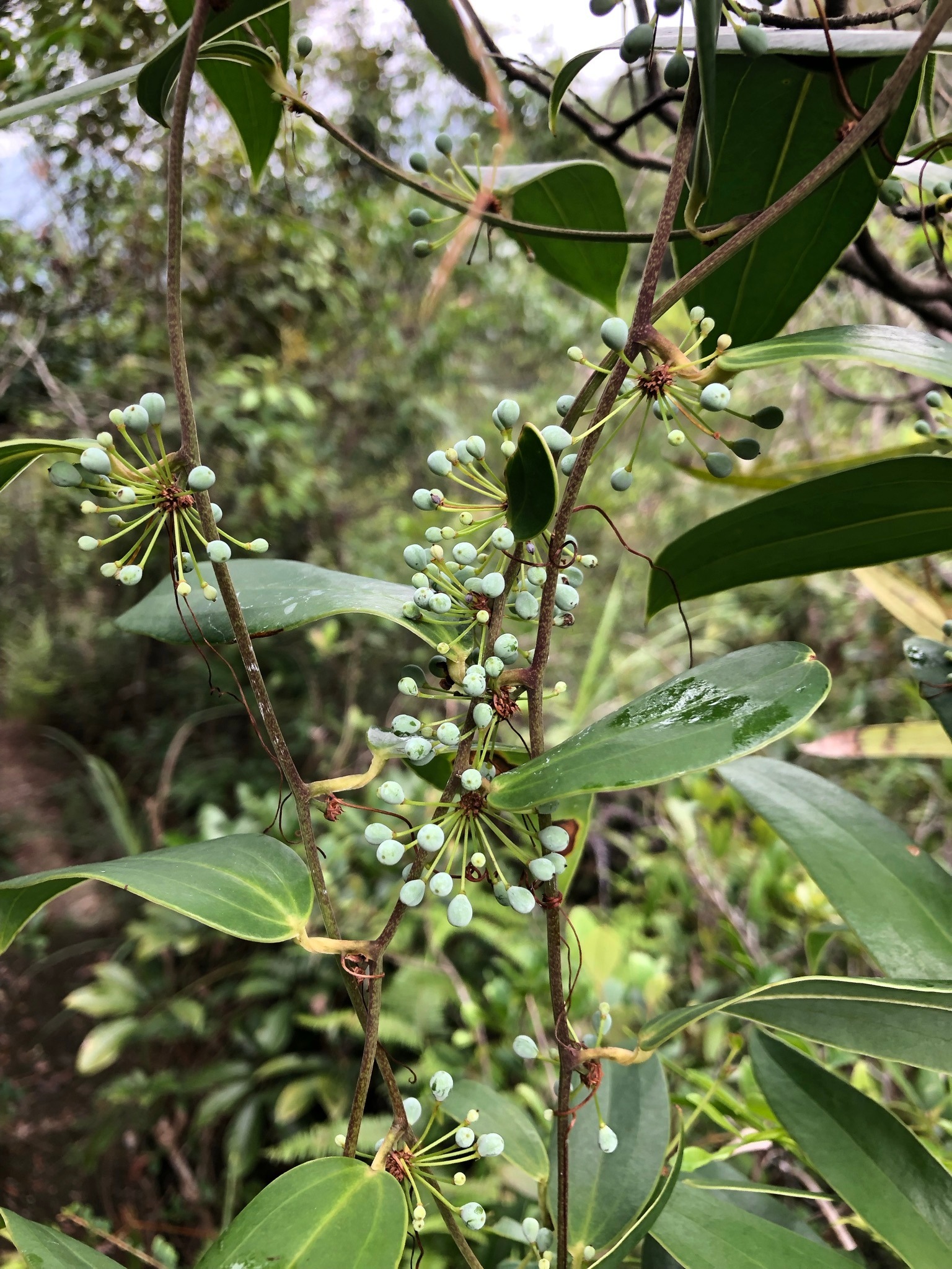 Smilax glabra