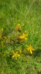 Hypericum perforatum veronense