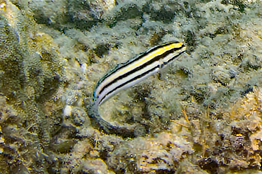 Black-banded Blenny
