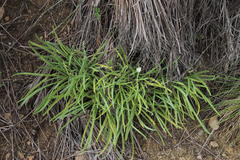 Delosperma brevisepalum