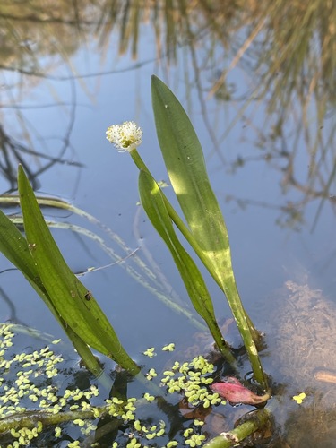 Aponogetonaceae image