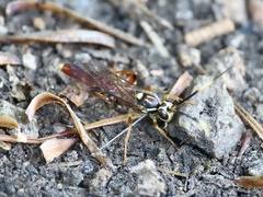 Melanichneumon