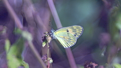 Colotis calais calais