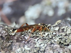 Melanichneumon