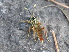 Melanichneumon