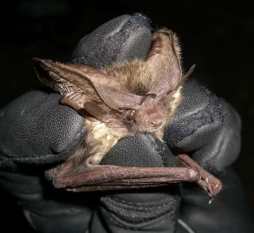 Allen's Big-eared Bat photographed in Arizona