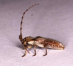 Stenidea verticalis