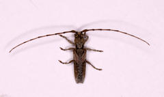 Stenidea verticalis