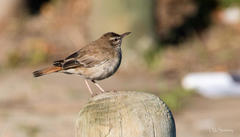 Cercotrichas galactotes