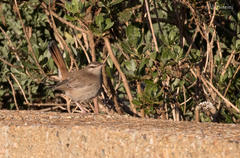 Cercotrichas galactotes