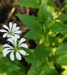 Stellaria chilensis