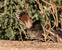 Cercotrichas galactotes