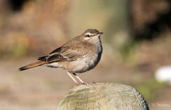 Cercotrichas galactotes