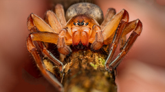 Thelcticopis kirankhalapi