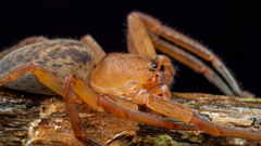 Thelcticopis kirankhalapi