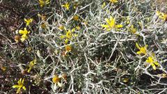 Osteospermum spinescens