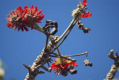 Erythrina latissima