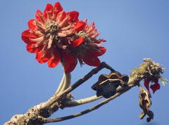Erythrina latissima