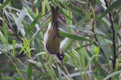 Melithreptus chloropsis