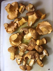 Cantharellus roseocanus