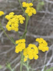 Nidorella resedifolia