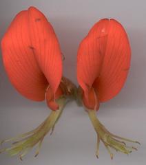 Erythrina latissima