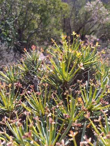 Euphorbia multifolia, photograph 1