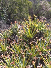 Euphorbia multifolia